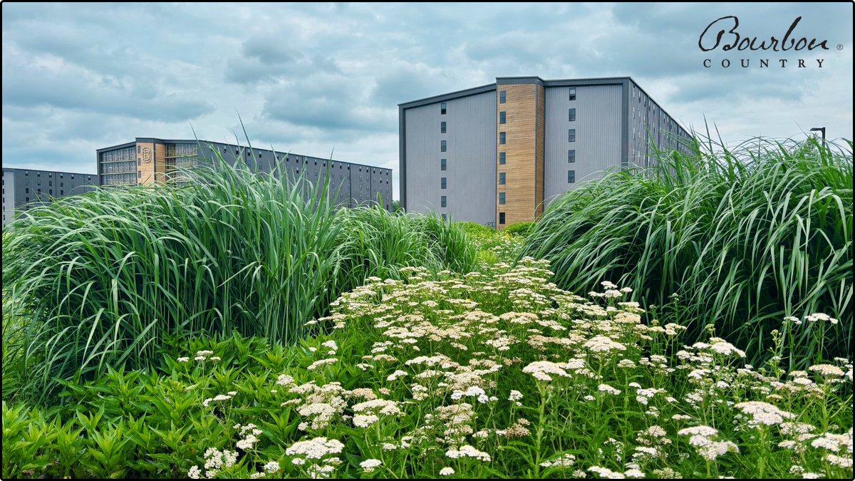 You never know what you'll stumble upon when exploring Kentucky. These giant rick houses stand tall at @BTownBourbon
.
.
#BourbonCountry #BardstownBourbonCo #TravelKY #VisitBardstown