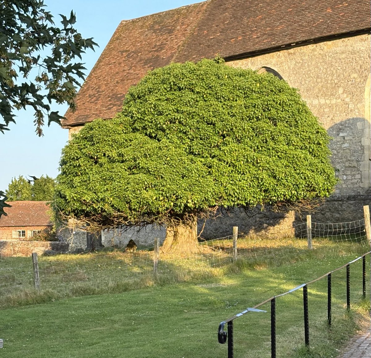 Tree of the Day. Warehorne, Kent