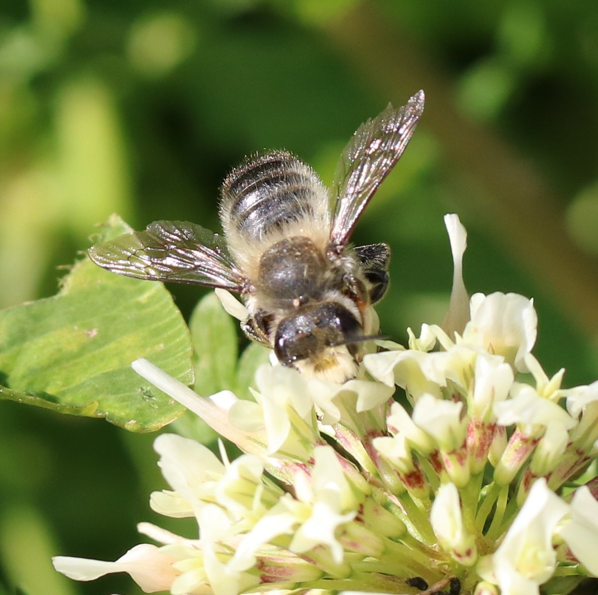 Ook de #GroteBladsnijder is er weer. Tot nu toe zag ik 4 soorten bladsnijders (ofwel behangersbijen) op #onzeboerderij.
🐝
#insectenopdeboerderij #wiekijktdieziet #wildebijen