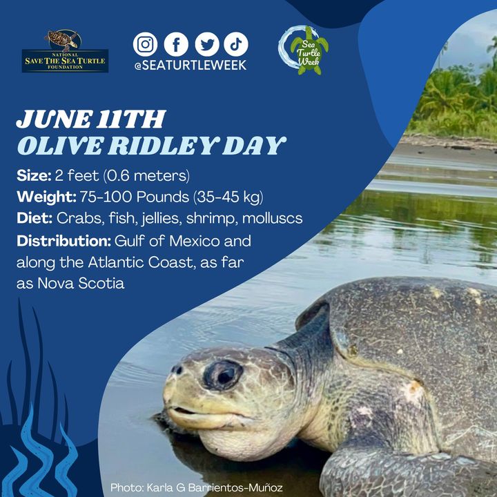 NCAquariumatPKS's tweet photo. Today is Olive Ridley Day! These sea turtles are known for their mass nesting events called “arribadas," from the Spanish word "arrival." These turtles can gather by the thousands to nest! @seaturtleweek
https://t.co/1qM8AsXvsc. #SeaTurtleWeek #SeaTurtleSafe #SaveOurSeaTurtles https://t.co/YNIfcC5Cg5
