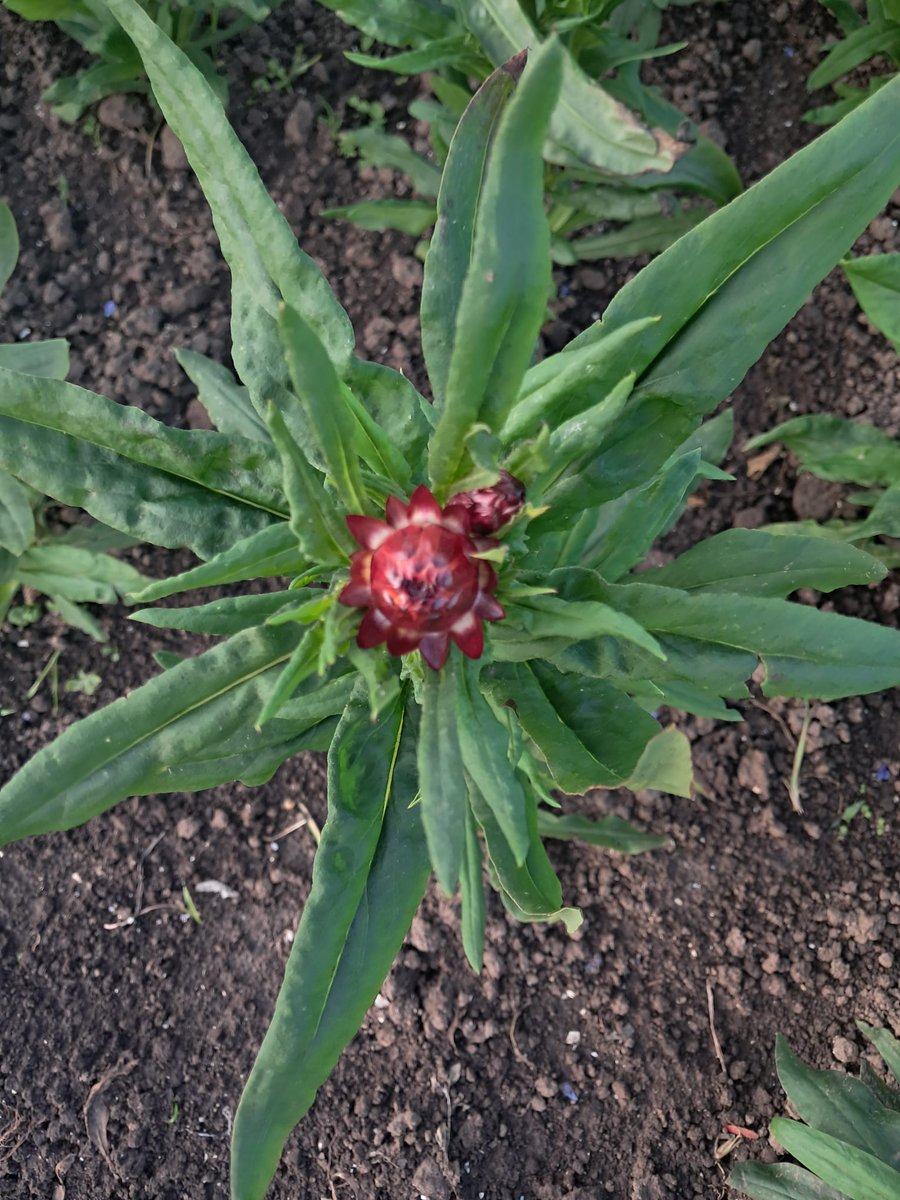🌱  De regen van afgelopen  week heeft onze bloementuin (en alle andere gewassen natuurlijk!) erg goed gedaan. Prachtig om te zien hoe alle bloemen lekker op gang komen. Derdejaars-studenten Roos en Rosetta zijn helemaal klaar voor het seizoen #bloementuin #warmonderhof #dronten