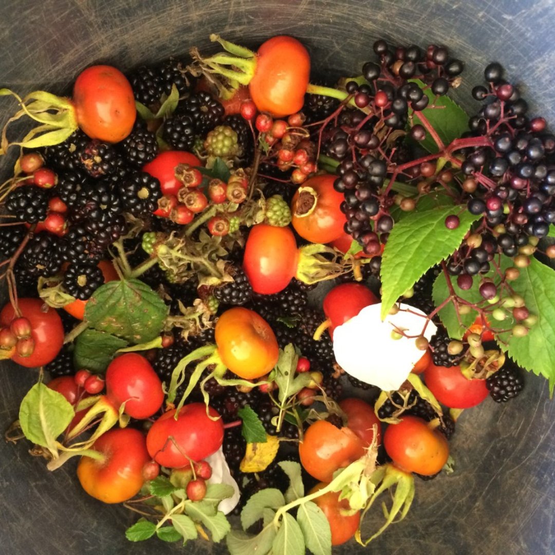 💛💙 Welcome back to Walk-A-Week Wednesday! We’re looking at a truly unique experience in Lahinch, North Clare – say hello to Wild Kitchen. You’ll forage, learn, and taste your way, guided by passionate experts.

🔗 Plan your wild walk here: visitclare.ie/activities/wil…