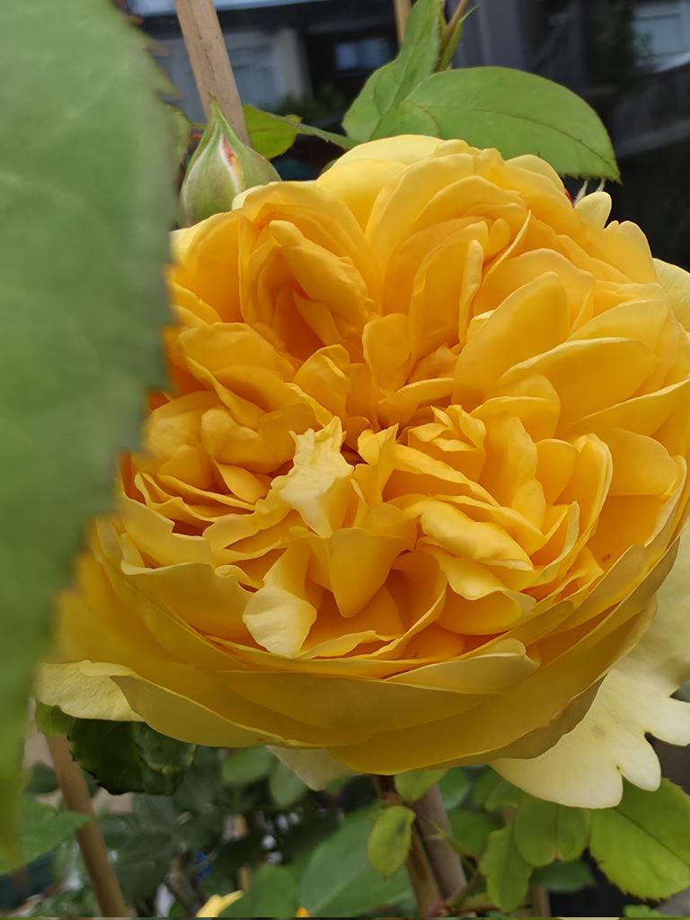 ShaunDPocock's tweet photo. Bring Me Sunshine®
(Ausernie) English Shrub Rose Bred By David Austin

#davidaustin #davidaustinenglishroses #davidaustinrosegarden #davidaustinroses #englishroses #beautiful #floral #flowerphotography #garden https://t.co/EjDiawoaXz
