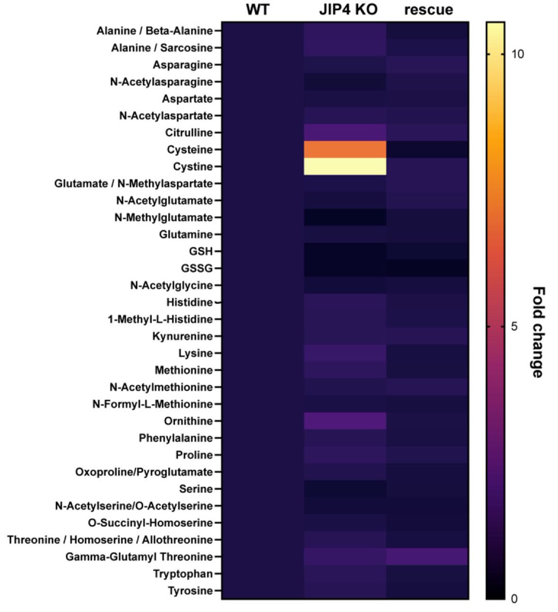 LaylaNassar_'s tweet image. We found that human cells lacking JIP4 accumulate massive lysosomes that become filled with cystine, a disulfide form of the amino acid cysteine. This mirrors what happens when cystinosin (CTNS, the lysosomal cystine exporter) is knocked out