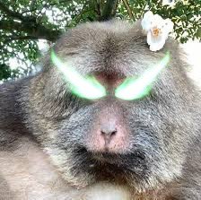 XingXingonX's tweet image. Monkey Motion on my $XING