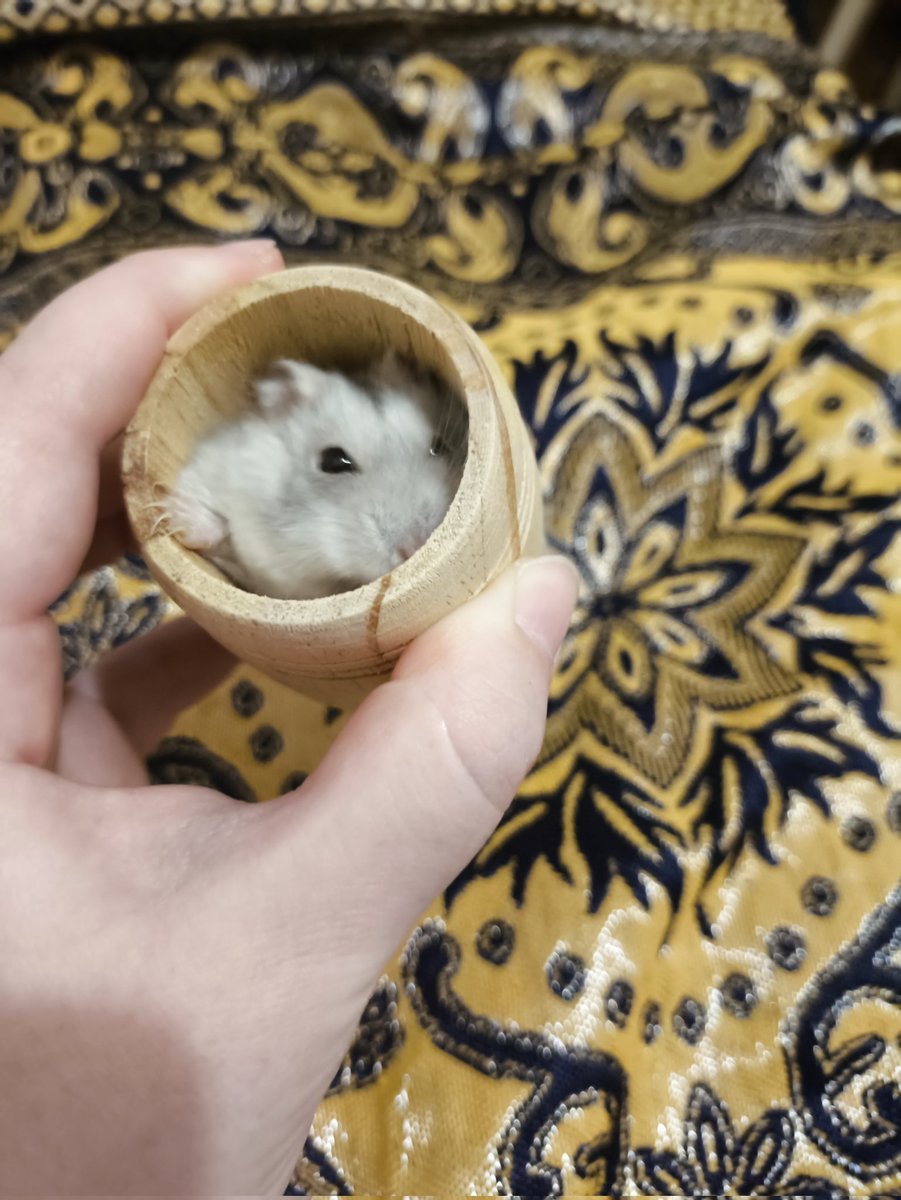Жопку отъел, уже в бочонок не помещается 😳