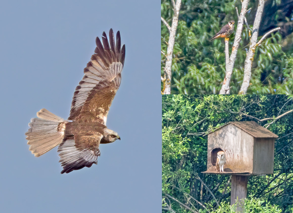 Dave Ward (@dwardphotos) on Twitter photo Distant raptors at Staveley Nature Reserve nr Boroughbridge today....Marsh Harrier, Hobby & Barn Owl <a href="/nybirdnews/">NorthYorksBirdNews</a> <a href="/NosterfieldLNR/">Nosterfield Nature Reserve</a> <a href="/HDNSFarnham/">HDNS</a> Distant raptors at Staveley Nature Reserve nr Boroughbridge today....Marsh Harrier, Hobby & Barn Owl <a href="/nybirdnews/">NorthYorksBirdNews</a> <a href="/NosterfieldLNR/">Nosterfield Nature Reserve</a> <a href="/HDNSFarnham/">HDNS</a>