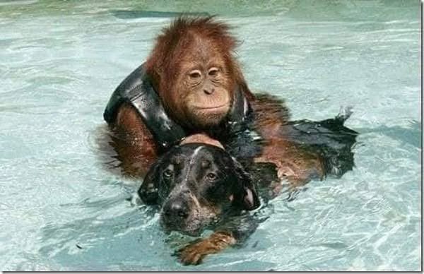 Puppieslover's tweet photo. After losing his parents, Roscoe, a 3-year-old orangutan, was so depressed he wouldn't eat and didn't respond to medical treatment. The vets thought he may die from sadness.
The zookeepers found an old sick dog on the grounds in the park at the zoo where the orangutan lived and took the dog to the animal treatment center. The dog arrived at the same time the orangutan was there being treated...
The two lost souls met and have been inseparable ever since.
The orangutan found a new reason to live and each of them always tries his best to be a good companion to his newfound friend.
They are together 24 hours a day in all their activities. They live in Northern California where swimming is their favorite pastime.
Although Roscoe (the orangutan) is a little afraid of the water and needs his friend's help to swim. Together they have discovered the joy and laughter in life and the value of friendship. ♥️🐾
