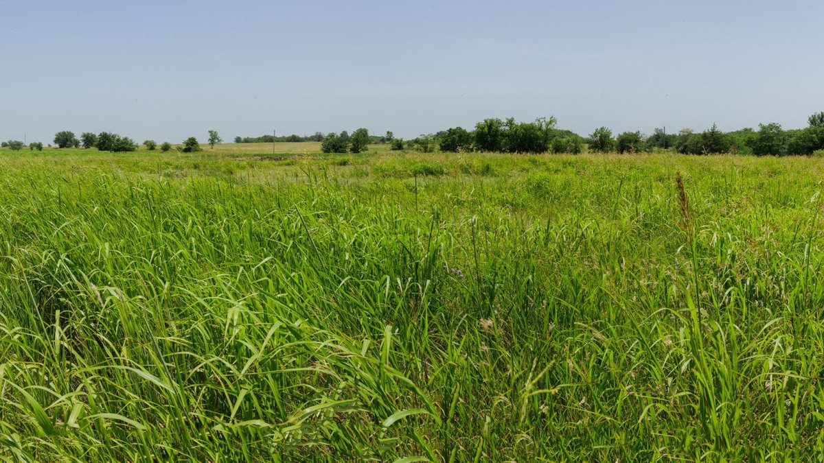 The next Bus Tour featured site is with our good friends Noble Research Institute at their Oswalt Ranch site!
The largest of Noble’s ranches, Oswalt Ranch is 5,169 acres in southern Love County, Oklahoma. The property is about 50% native grass grazing land and 50% post oak woody