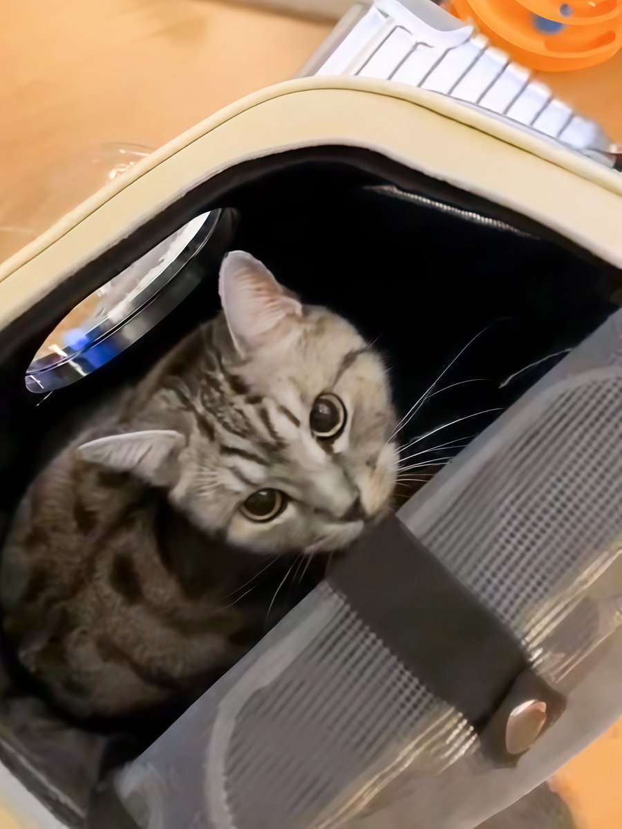 yol11492302's tweet photo. Kiwi's self-packing game is strong! 🧳🐾 Jumped into her carrier mid-chaos, watching us hustle. #CatTwitter #SmartKitty https://t.co/U6hjJqp7Hh