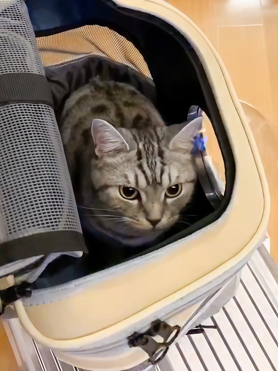 yol11492302's tweet photo. Kiwi's self-packing game is strong! 🧳🐾 Jumped into her carrier mid-chaos, watching us hustle. #CatTwitter #SmartKitty https://t.co/U6hjJqp7Hh