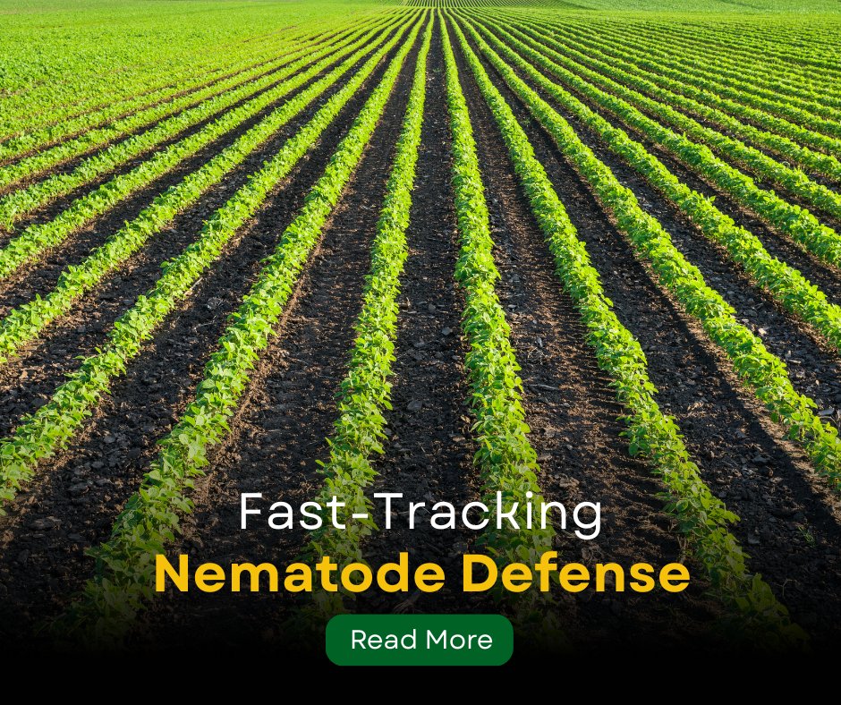 arkansassoybean's tweet image. Researchers are breeding soybeans to have strong Southern Root-Knot Nematode Resistance.
Read more about the results in our annual report: monkeylink.co/99da95
#ARsoybeans #SoybeanProducers #SoybeanResearch #NematodeResistance