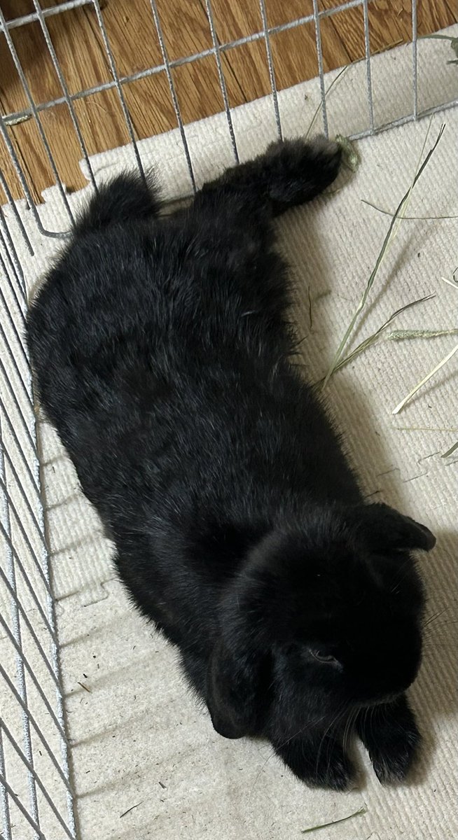 KaidanTales's tweet image. Scraping his fluffy belly across the floor,
he grants me the rare honor—
“You may pet me now.”

Behold, the divine rabbit…
His Fluffiness, Lord Ohagi. 🐰👑

#vss365 #scrape #Tuzuri #HK_Tales