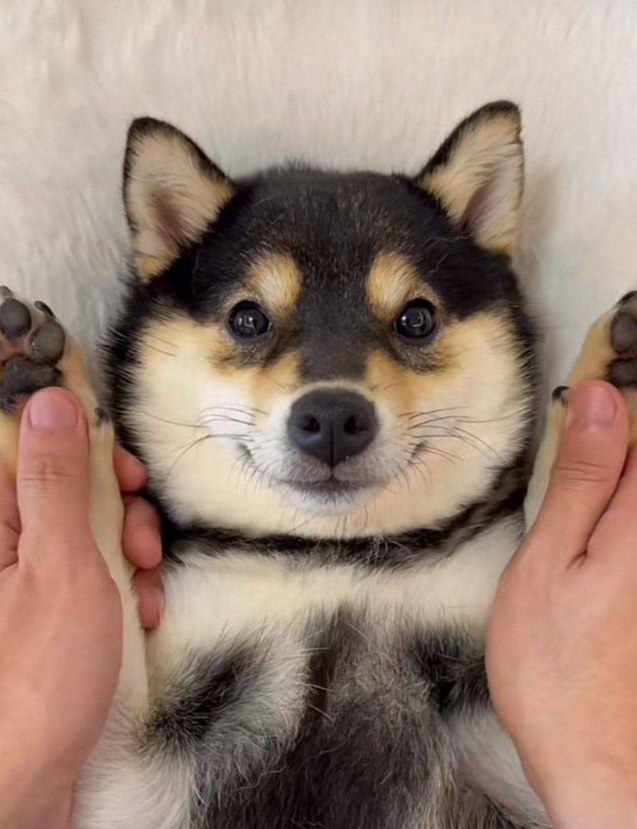 rxo9191's tweet photo. @traderInosuke $MANYU! The most viral Black shina Inu on social media 

Instagram (3M followers)
TikTok (6.9M followers) 
YoutTube (11,8 mln followers)

@manyu_cto 

0x72E228CDfDC77a36048A7eF62485Be11B6d3b25E

https://t.co/83QCQJUIOf https://t.co/neG6f9WgAT