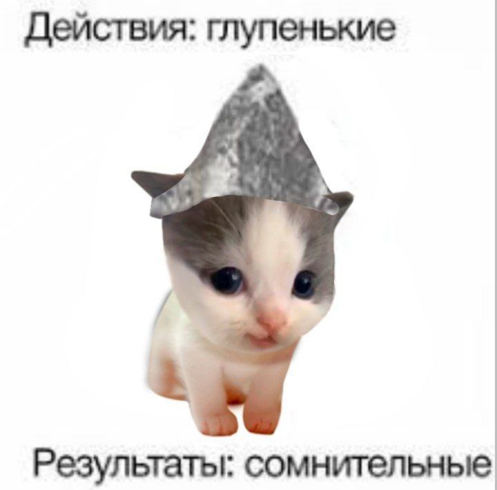 cats, i love cats (@catsilcats) on Twitter photo 