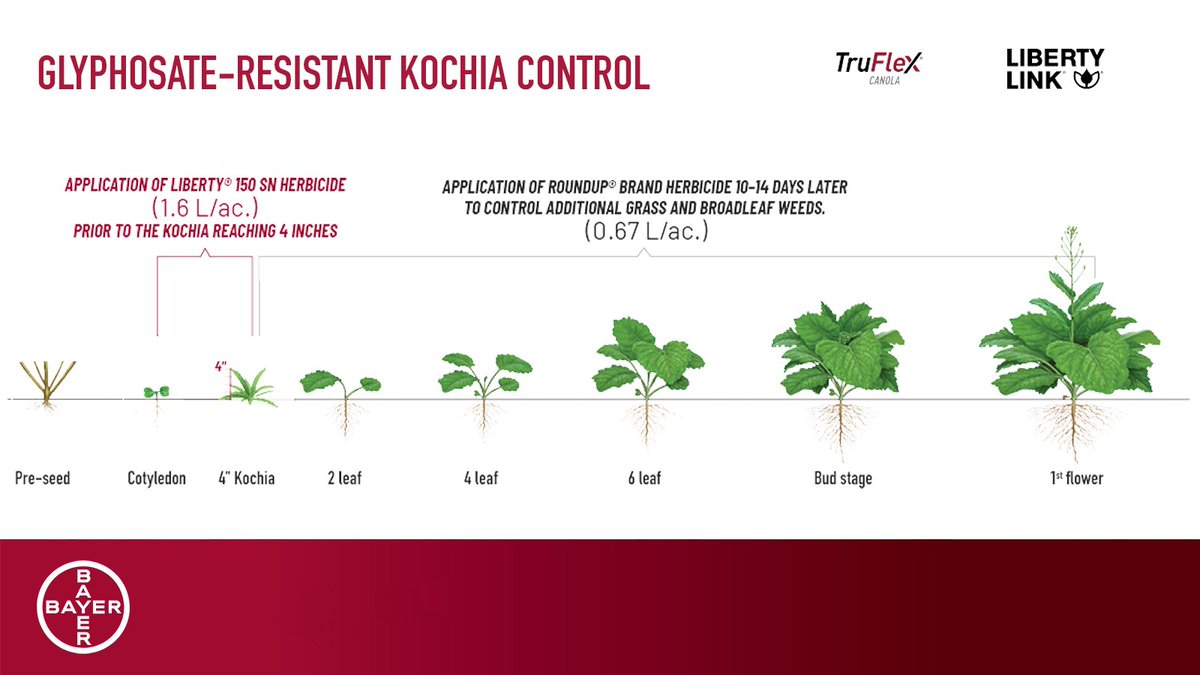 TruFlex LibertyLink canola growers: Battling glyphosate-resistant kochia?   

Follow these timing tips to clean up your fields. 

Learn more about kochia control: bit.ly/45XDfVU

#WestCdnAg #TFLL