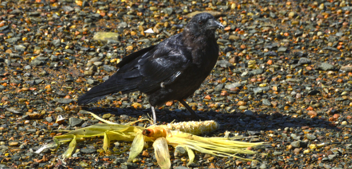 June 11th is National Corn on the Cob Day.
Crows are omnivores and their diet is quite varied, but corn is definitely a favorite, especially sweet corn. They will eat corn at any stage of growth, from freshly planted seeds to fully developed ears.