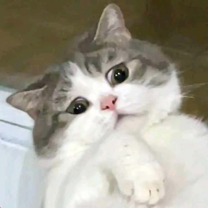 We don't deserve cats 😺 (@catsareblessing) on Twitter photo 