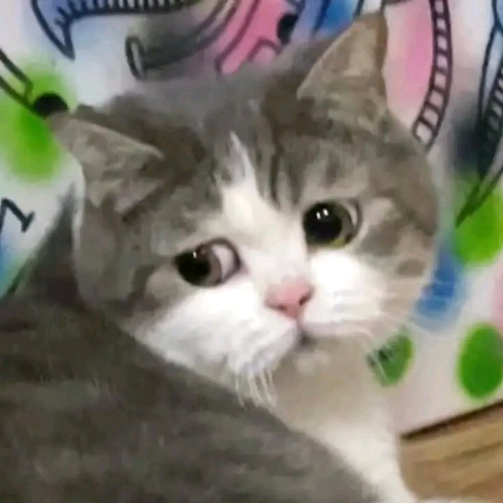 catsareblessing's tweet photo. https://t.co/QklaYCPfBG