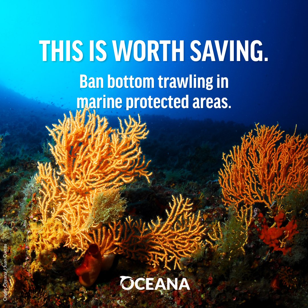 Oceana (@oceana) on Twitter photo Dragging heavy nets across the seafloor isn’t protection—it’s destruction. So why is bottom trawling allowed across Europe's "protected" areas? 
At #UNOC3, we're calling on governments to ban bottom trawling in marine protected areas. Ocean protection must be real protection. Dragging heavy nets across the seafloor isn’t protection—it’s destruction. So why is bottom trawling allowed across Europe's "protected" areas? 
At #UNOC3, we're calling on governments to ban bottom trawling in marine protected areas. Ocean protection must be real protection.