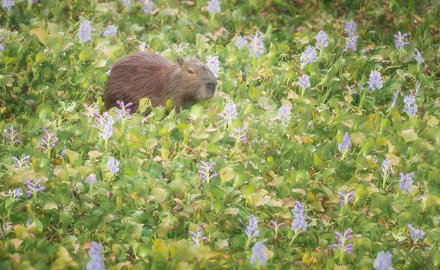 Joan Carroll (@joancarroll) on Twitter photo Capybara Amid Water Hyacinths Pantanal Brazil Artistic! buff.ly/4crqy5u #capybara #rodent #waterhyacinths #pantanal #brazil #artistic #wildlife #wildlifephotography #nature #animals #artforsale #wallartforsale #giftideas <a href="/joancarroll/">Joan Carroll</a> Capybara Amid Water Hyacinths Pantanal Brazil Artistic! buff.ly/4crqy5u #capybara #rodent #waterhyacinths #pantanal #brazil #artistic #wildlife #wildlifephotography #nature #animals #artforsale #wallartforsale #giftideas <a href="/joancarroll/">Joan Carroll</a>