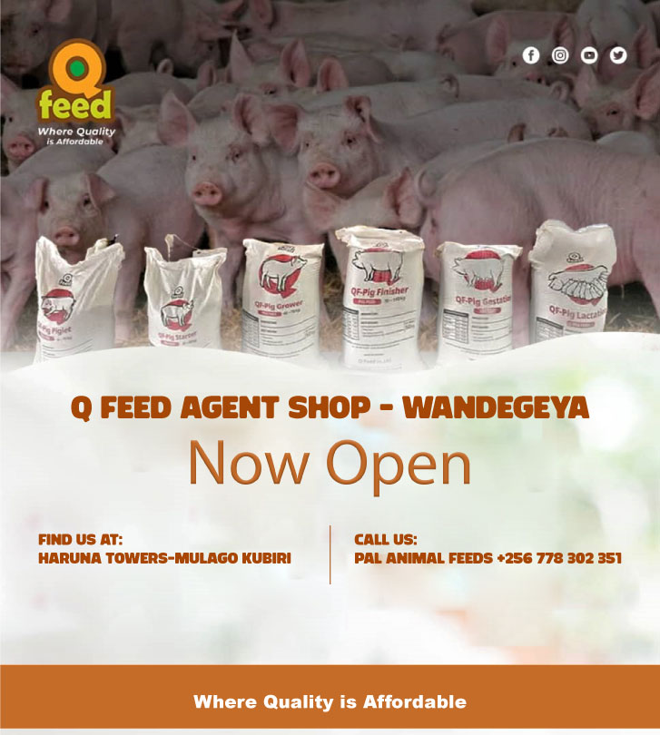 You can now access Q Feed Pig concetrates from Pal Animal  Feeds - Haruna Towers - Wandegeya.

+256 778302351
