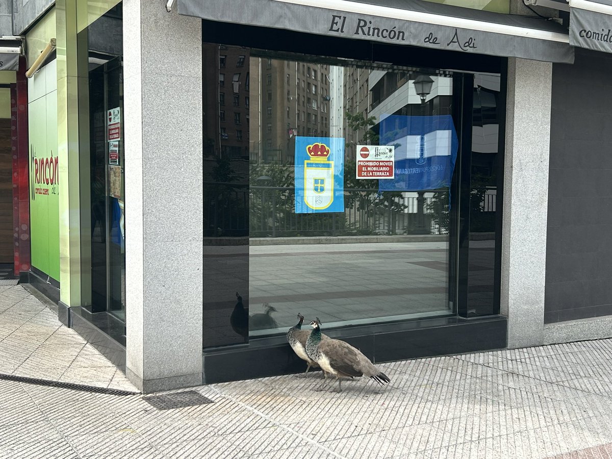 Olaya M Azcárate #BiologiaSanitariaYa tweet media