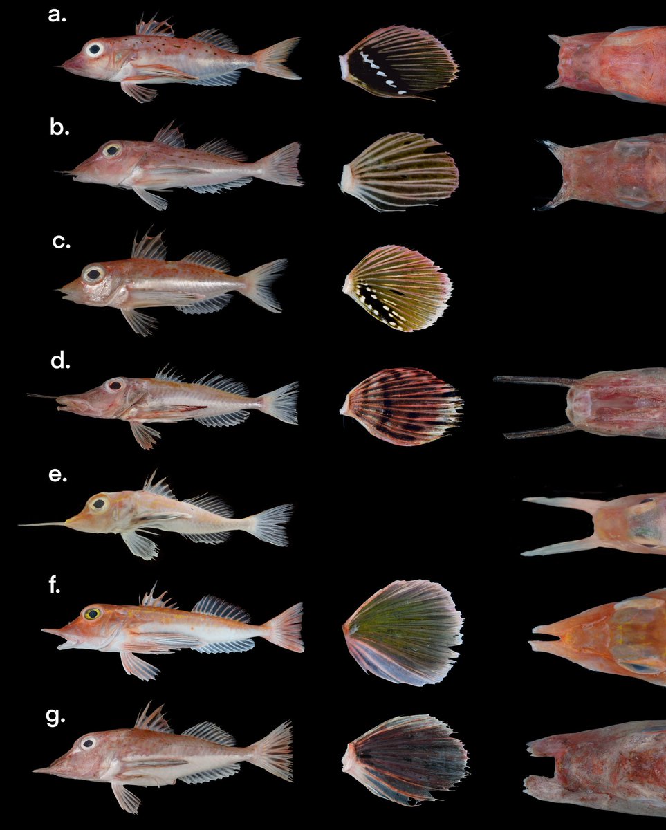 a. Pterygotrigla hemisticta
b. Pterygotrigla ryukyuensis
c. Pterygotrigla tagala
d. Pterygotrigla macrorhynchus
e. Pterygotrigla megalops
f. Pterygotrigla multiocellata
g. Pterygotrigla cajorarori
Pterygotriglas from Taiwan.