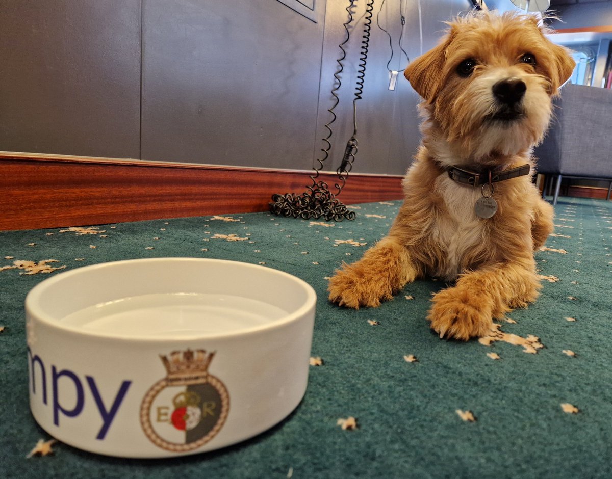 HMSQNLZ's tweet image. Meet the newest member of the QNLZ Command Team, Scrumpy the Jackapoo!
Scrumpy particularly enjoys helping our CO conduct rounds, where he gets to meet our sailors and see what biscuits are left over from stand easy.
