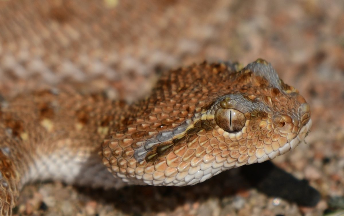 Secuenciado el genoma de referencia de la Víbora Cornuda de Arabia 🧬🐍

📕El estudio del #IBE ha descubierto el gen de una sustancia venenosa oculta en su genoma y ha identificado hasta 10 genes que constituyen el núcleo del veneno de esta serpiente.

👉ibe.upf-csic.es/news/-/asset_p…