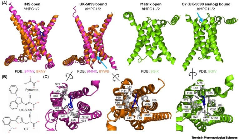 TrendsinPharma's tweet image. At last: the mitochondrial pyruvate carrier structure revealed! dlvr.it/TLJ2ZP