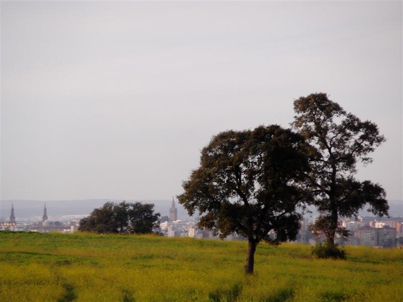 Modesto homenaje tuitero a Manuel Ferrand (y X)-La Naturaleza en Sevilla (1977) "...de un salir al encuentro de la Naturaleza por distintos ámbitos urbanos. Contará lo que se le vaya ocurriendo, residuos de algunas lecturas... y observaciones propias, sin rigor de ensayista..."
