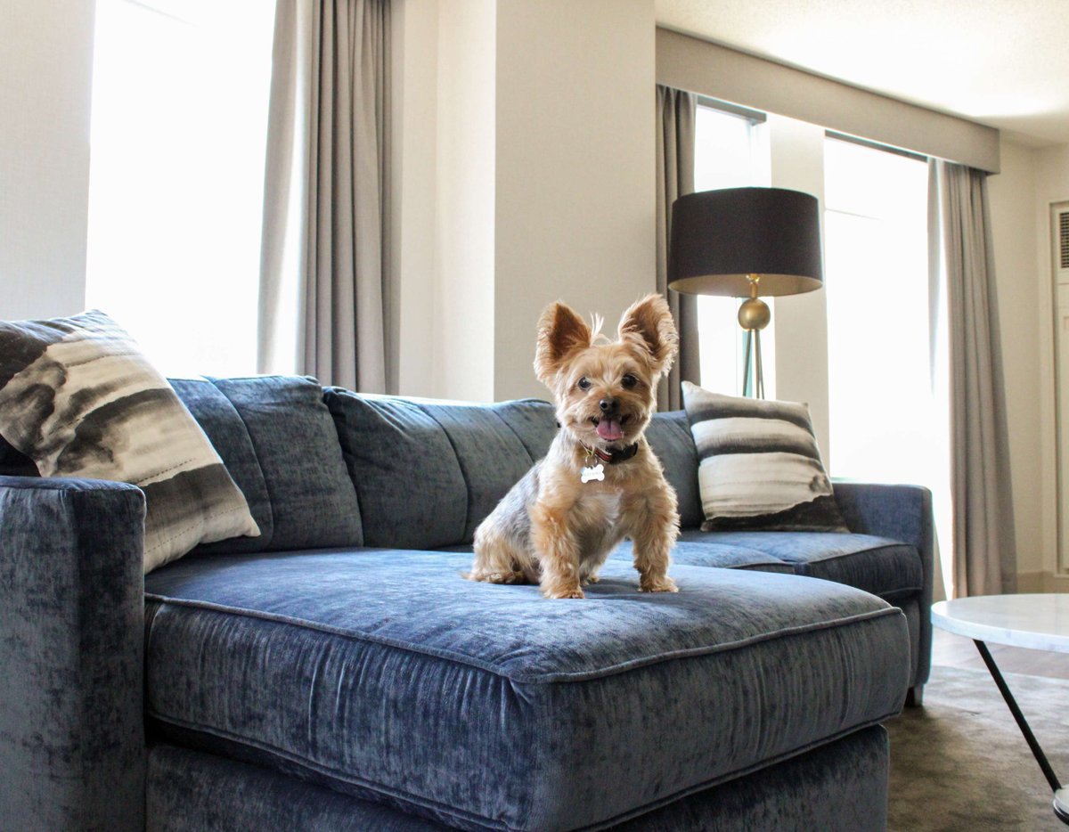 Sheraton Grand Chicago Riverwalk (@sheratonchicago) on Twitter photo Check in with your pup and check out the perks of our Pup Package:
🐾 Welcome goodies (including the plush Sheraton pup, Sherrie!)
🛏️ Sheraton pet bed for in-room coziness
✂️ 10% off daycare + grooming at <a href="/pupspetclub/">PUPS Pet Club</a>
🍔 Pet menu at @chicagoburgercompany Check in with your pup and check out the perks of our Pup Package:
🐾 Welcome goodies (including the plush Sheraton pup, Sherrie!)
🛏️ Sheraton pet bed for in-room coziness
✂️ 10% off daycare + grooming at <a href="/pupspetclub/">PUPS Pet Club</a>
🍔 Pet menu at @chicagoburgercompany