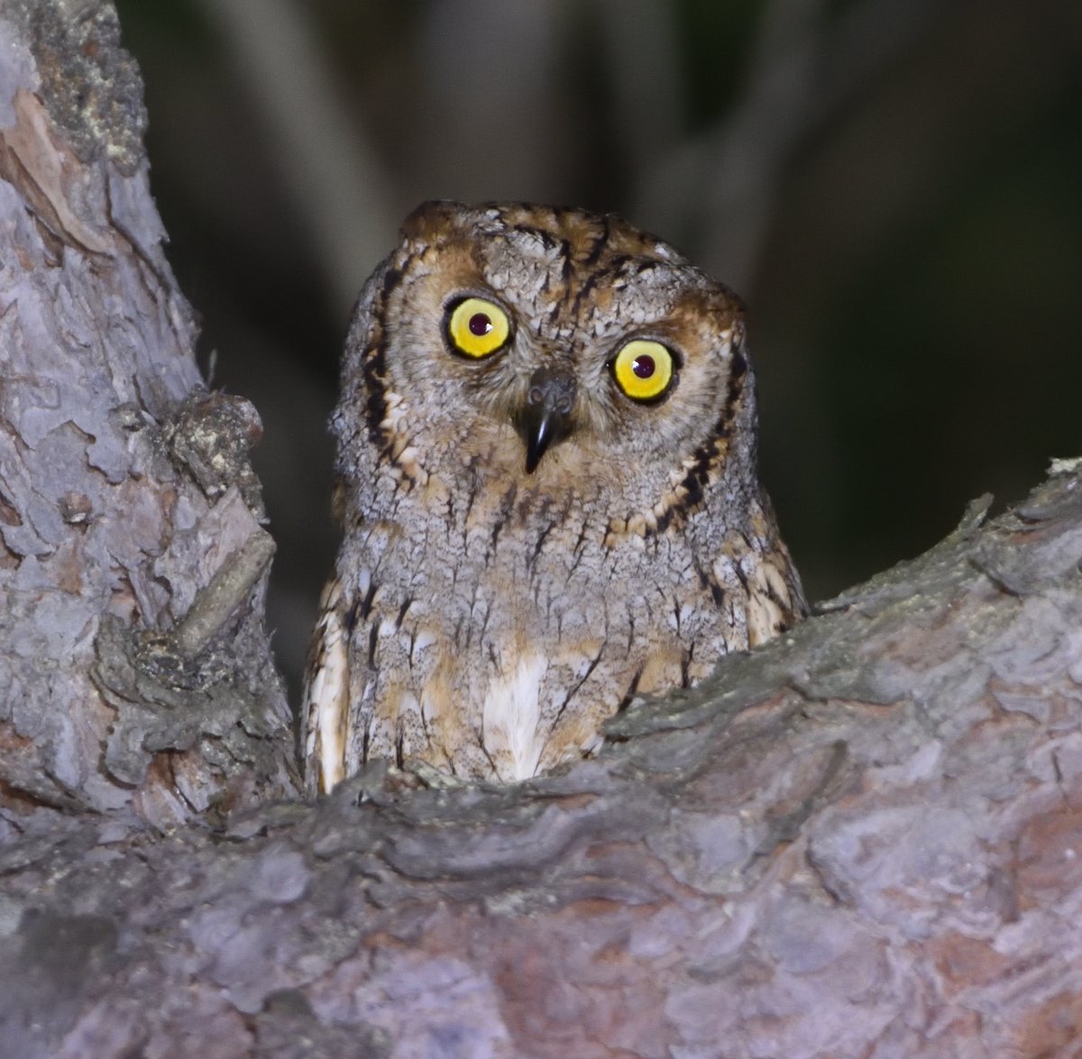 Nit de mussols. Mussol comú, al capvespre. Ja a la nit, vam veure dos mussols banyuts (un el vam poder fotografiar) i dos xots. També vam veure volant un enganyapastors i vam poder sentir el siboc. Una nit espectacular.  
Ahir amb <a href="/aulainatura/">Aula i Natura 🌲</a> <a href="/hevistunocellet/">@hevistunocellet</a> @stvornitoloco