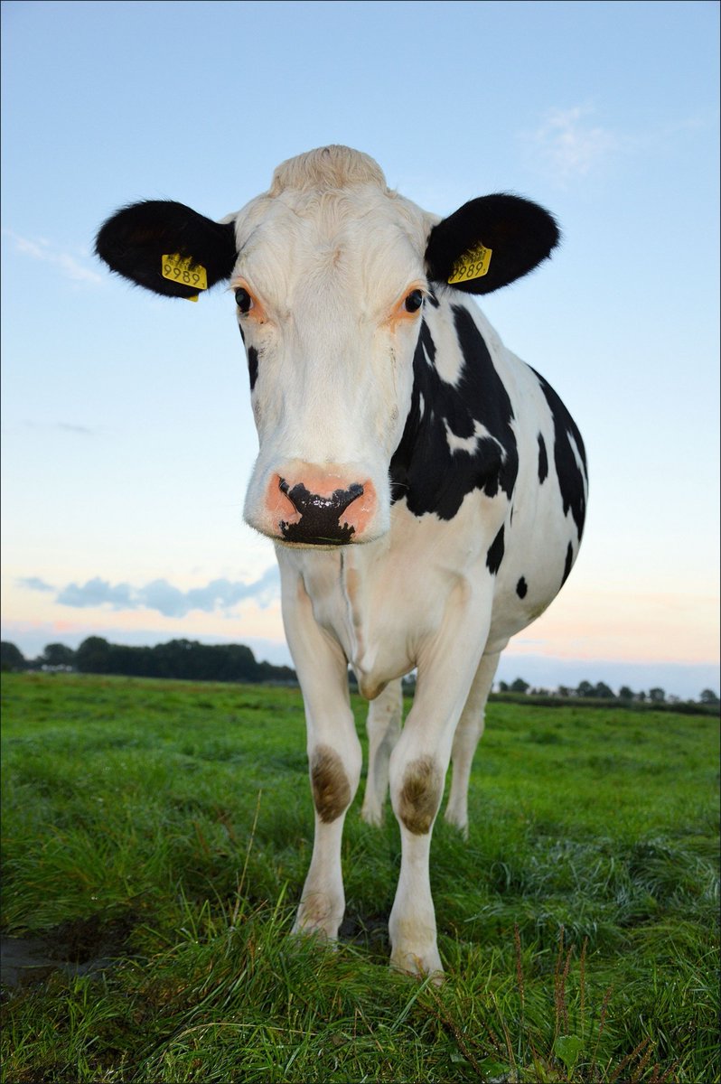 PETA_France's tweet photo. La durée de vie naturelle d'une vache est d'environ 25 ans, mais la plupart des vaches des exploitations laitières sont abattues à l'âge de 4 ou 5 ans 🐮💔 #GoVegan https://t.co/Ue3dJVtuEE
