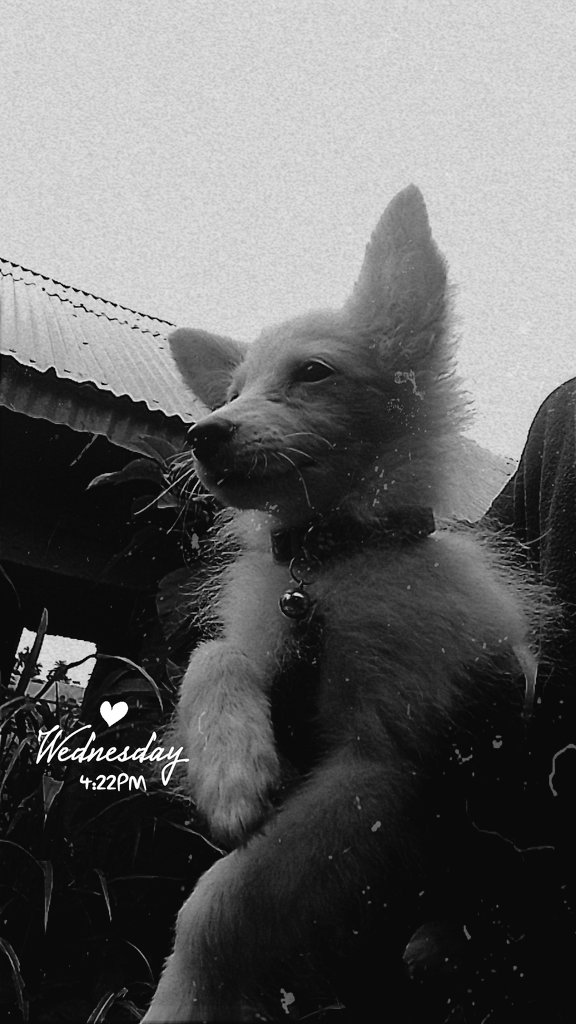 SNOW ❄️ KUK'S BABY tweet media