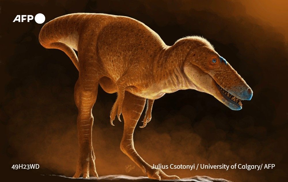 Misidentified bones that languished in the drawers of a Mongolian institute for 50 years belong to a new species of tyrannosaur that rewrites the family history of the mighty T-Rex, scientists said Wednesday. 
u.afp.com/SNow