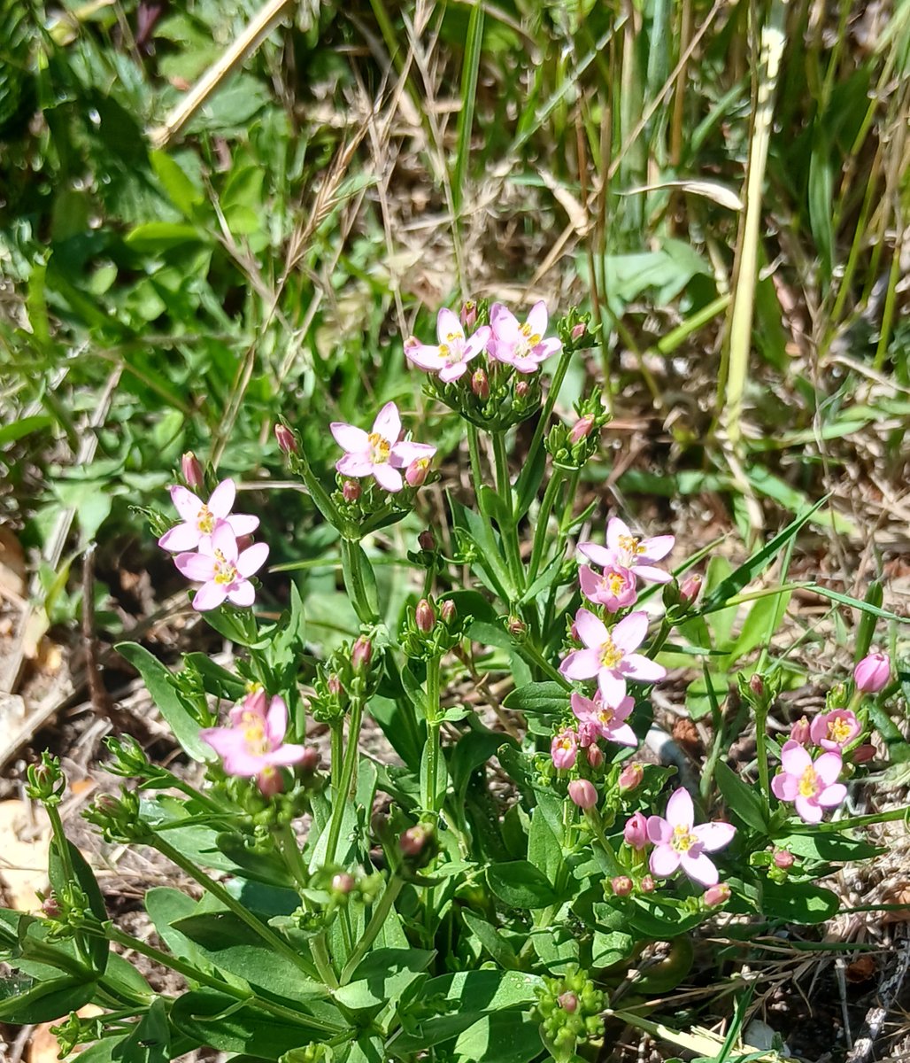 Continuing our celebration of appreciating our smaller flora and fauna at RSPB Arne this week, today's spotlight plant is Common Centaury. This plant with delicate pink flowers is very at home on sandy, heathland soil. It is well worth looking out for!