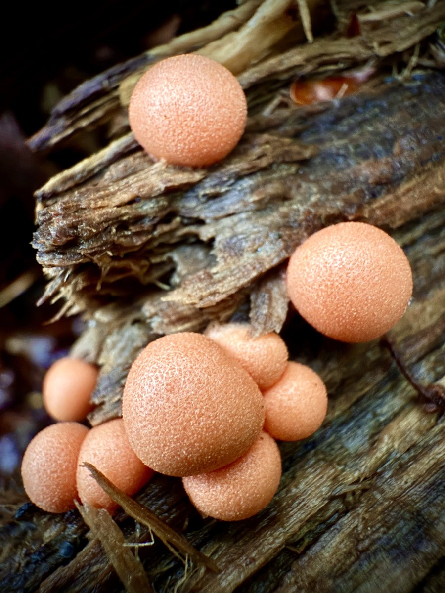 Wolf’s milk slime mould