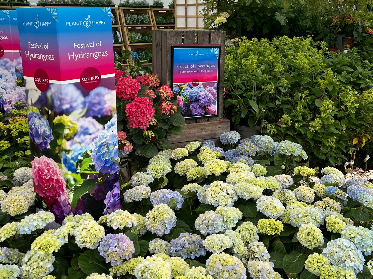 Discover the timeless beauty of hydrangeas at our  Festival of Hydrangeas. Supporting homegrown plants, the collection is grown locally at our Hampshire nursery. Pop into your nearest Squire's to enjoy the stunning displays or explore the collection online for local delivery.