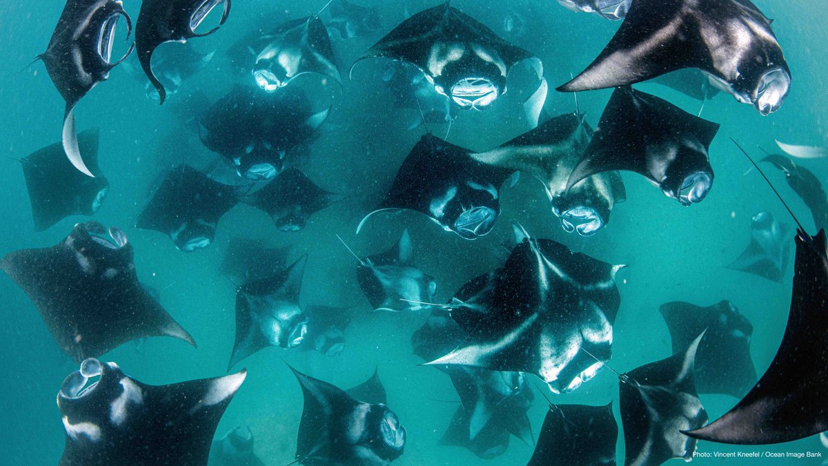 SDG14, also known as "Life Below Water", remains the most underfunded #SustainableDevelopment goal.

#UNOC3 is a key opportunity to strengthen implementation and increase funding for SDG14.

Learn more about IUCN’s participation at the UN Ocean Conference bit.ly/3FpwiCx