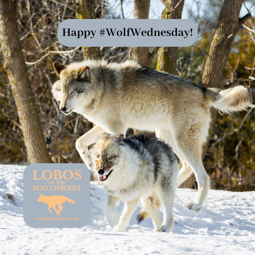 Mexican Wolves (@mexicanwolves) on Twitter photo 