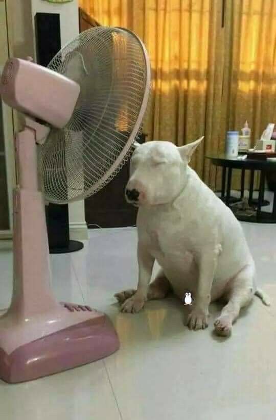 ¿Cómo vamos con los calores? 🌡🥵