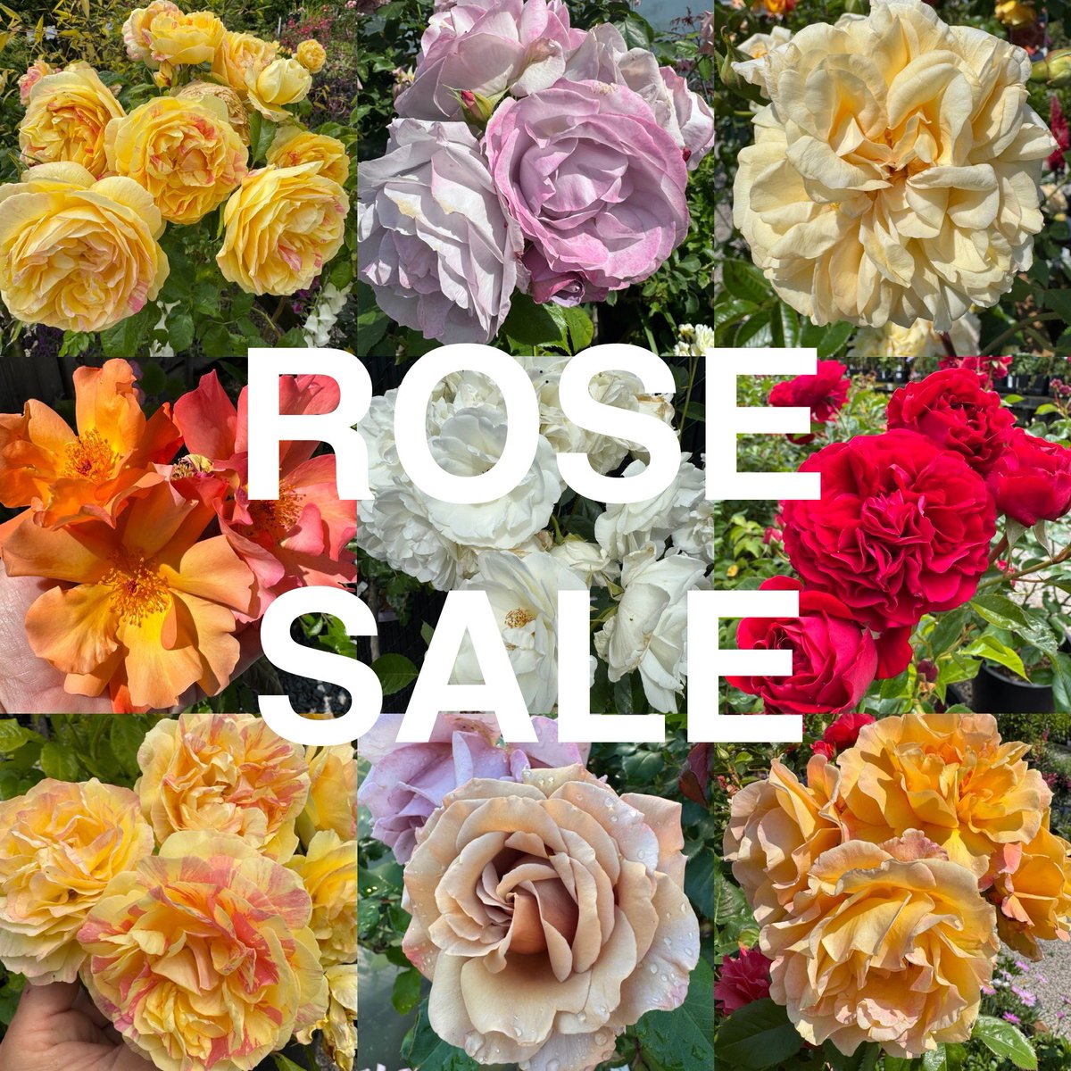 PhoenixPer's tweet image. 20% OFF ALL ROSES! We still have an amazing selection available and they are all hitting full bloom now. Sale runs from Wed June 11 to Sunday June 15! Come and get ‘em! (In person shopping only. Sorry. Not for mail order.)