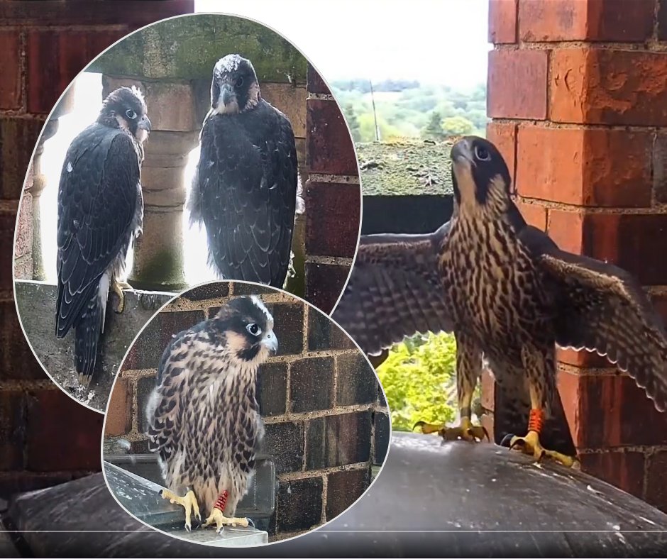 The results are in! 🎉 Say hello to Frodo, Merry, Pippin, and Sam! 🦅

Over 900 people voted on this year's falcon names, with the Middle-earth set a clear favourite.

Well done to Charmain and Natasha who submitted these. We think they're a perfect choice! <a href="/LeamPeregrines/">Leamington Spa Peregrines</a>