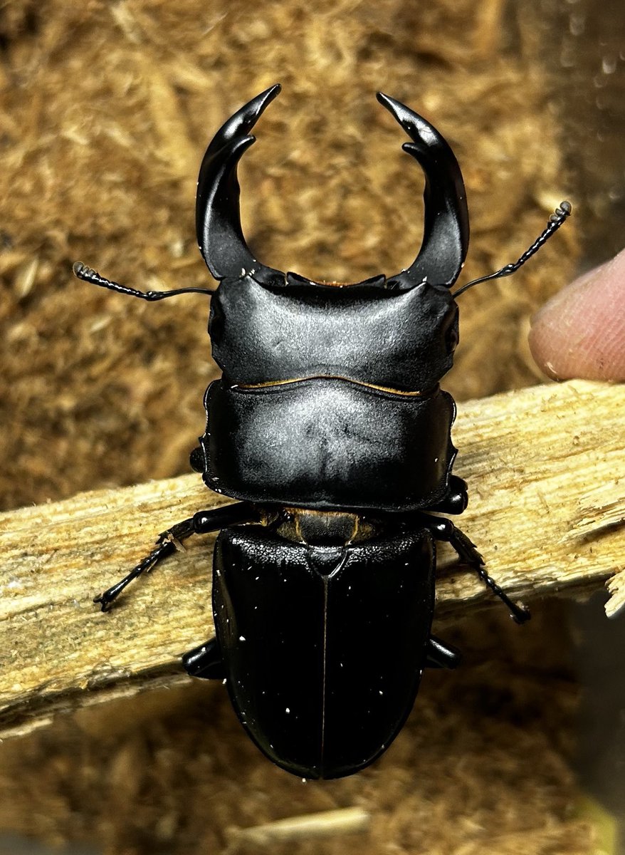 拡散希望

ホペイの幼虫販売です。
WF1 山東省臨沂市(持ち腹)
1頭1400円

WF3 福建省三明市泰寧(種親61.9×41.4)
1頭1000円

全て菌糸プリンカップに投入しています。食跡があるものを配送します。1〜2齢で、5月中旬以降に投入してます。
DMお待ちしております。
よろしくお願いします。