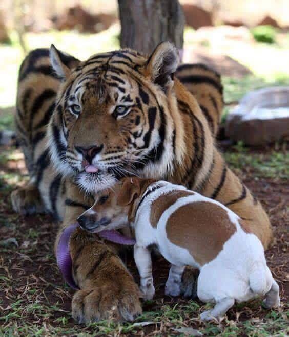 Curiosa-mente (@openmente2) on Twitter photo 
