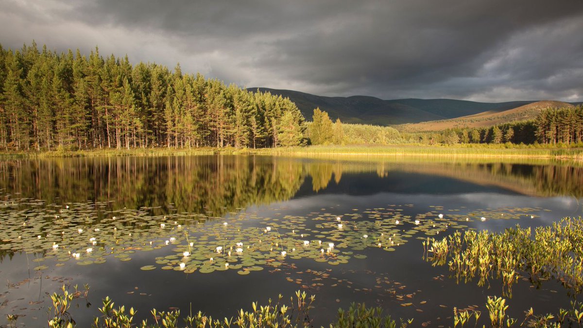 ScotRewilding's tweet image. John Swinney has today announced a Cabinet reshuffle of his Government.
Yet despite the new appointments and reappointments, the Scottish Government still lacks a dedicated nature minister.
At a time of ecological collapse, sidelining nature risks undermining all this…