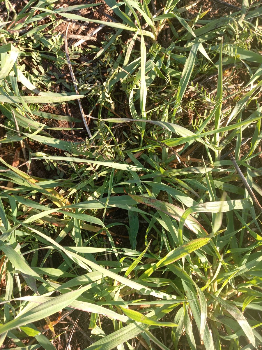 Convenio INTA General Villegas-Zona Oeste de AACREA. El objetivo es   evaluar  el estado actual  y evolución de los suelos en los sistemas mixtos de producción