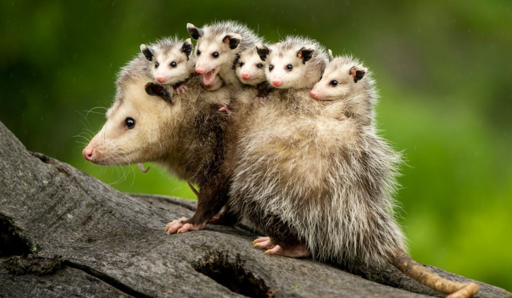 📌El mykurẽ y su impacto positivo en la sociedad: ¿por qué no debemos lastimarlo ni mucho menos cazarlo?

👉Su presencia en ciudades tiene muchos beneficios hasta para la salud de los seres humanos.
lc.cx/cfLRM9